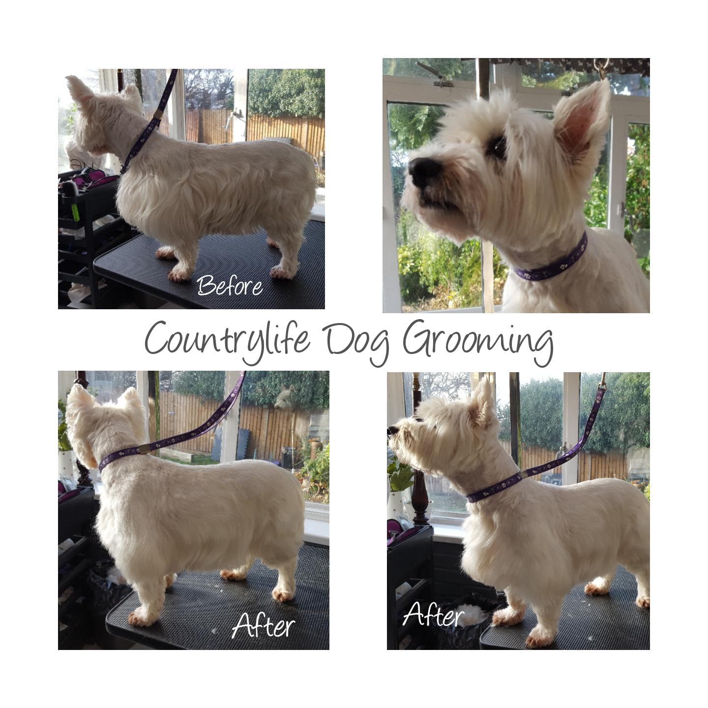 Country Life Dog Grooming